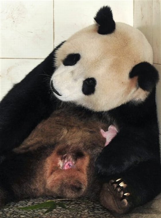 A mother panda named Hua Mei hugs her newborn baby at the Bifengxia base of the Wolong China Panda Protection and Research Center in Ya'an, in southwest China's Sichuan province.